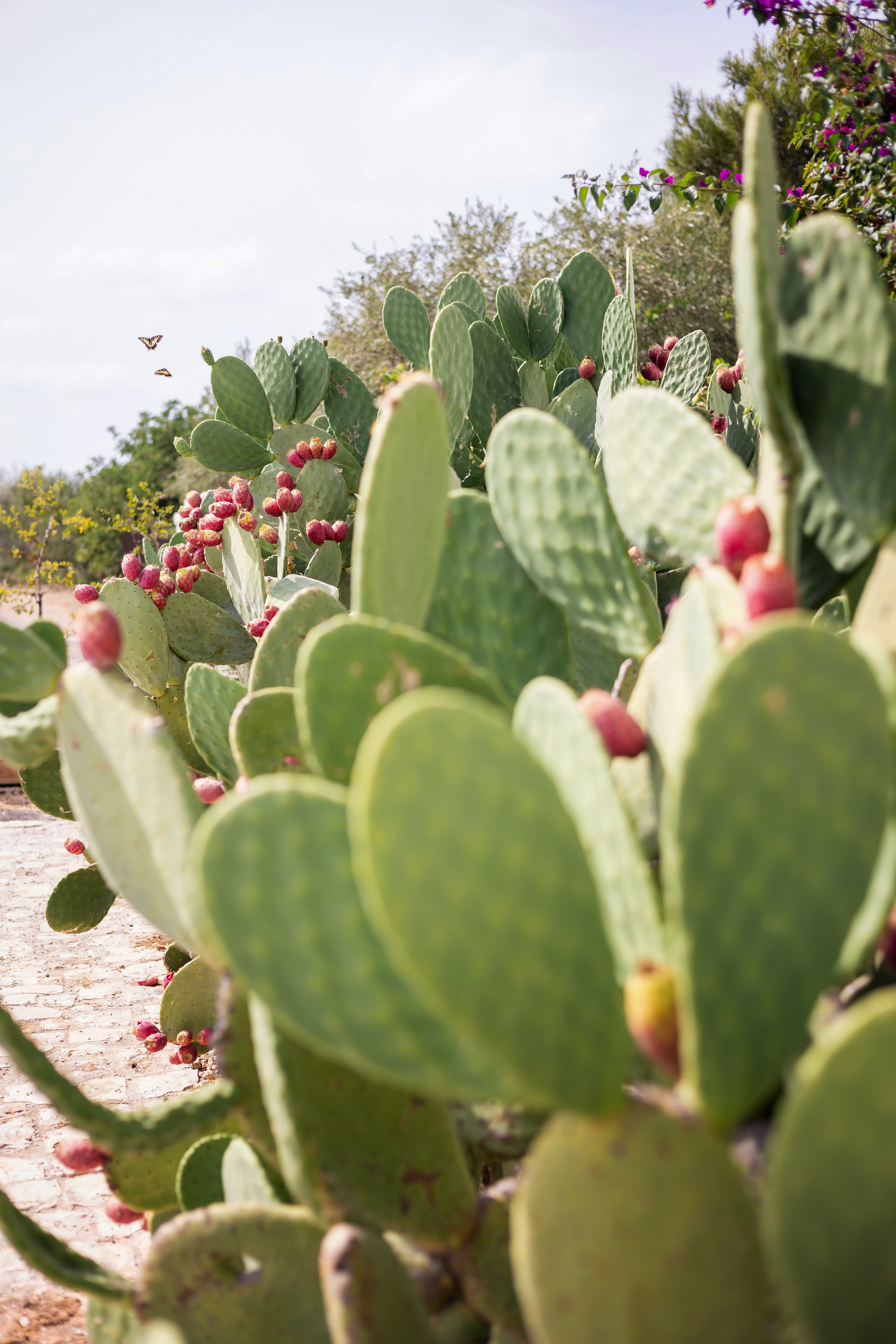 Masseria Le Cerase